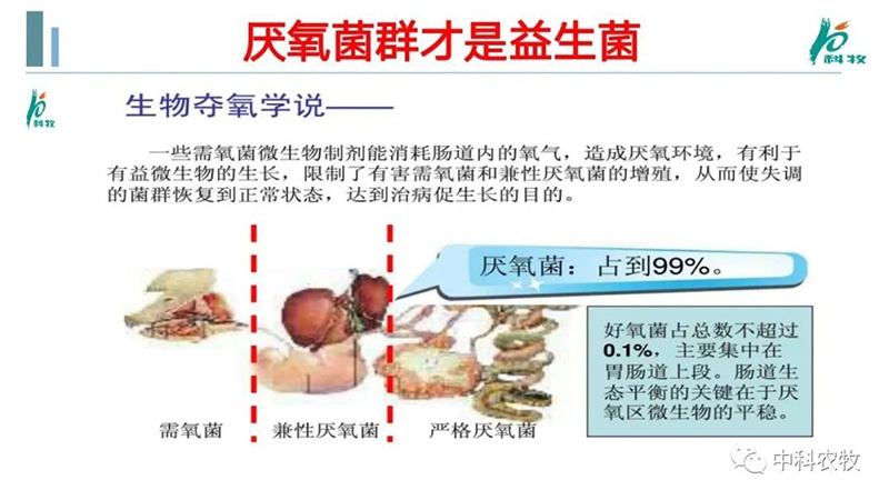 猪粪气味就是消化道以及群体健康的“晴雨表”